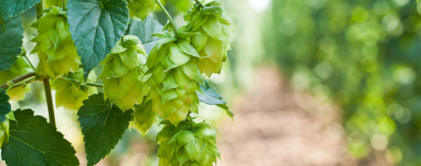 Nationaal Bieronderzoek